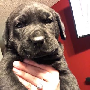 Meet your Posher, Cody